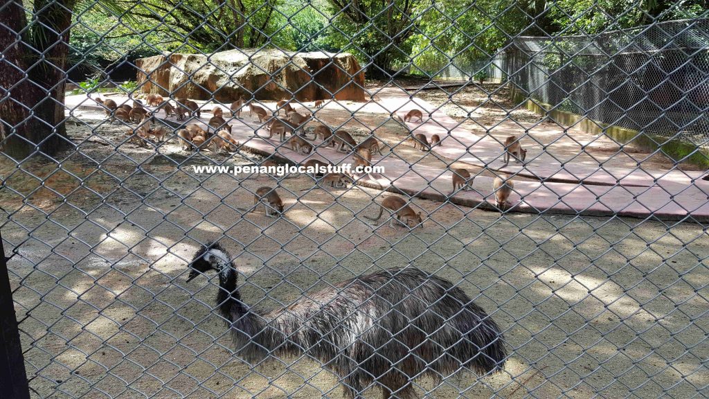 Taiping Zoo Wallaby And Emu