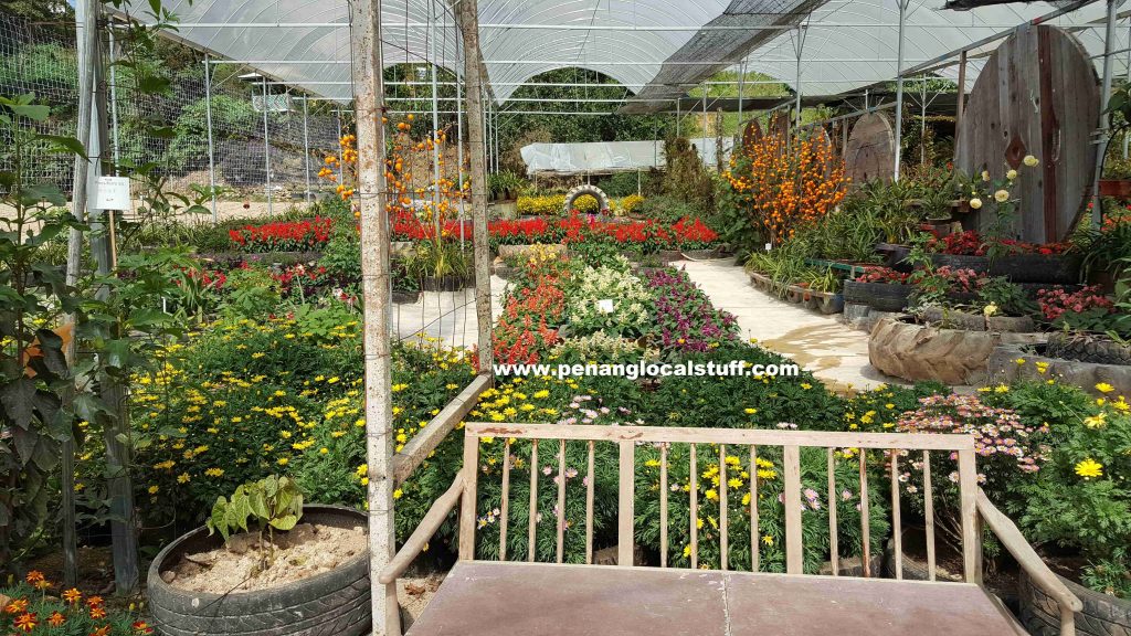 Cameron Highlands Orchid And Rose Garden