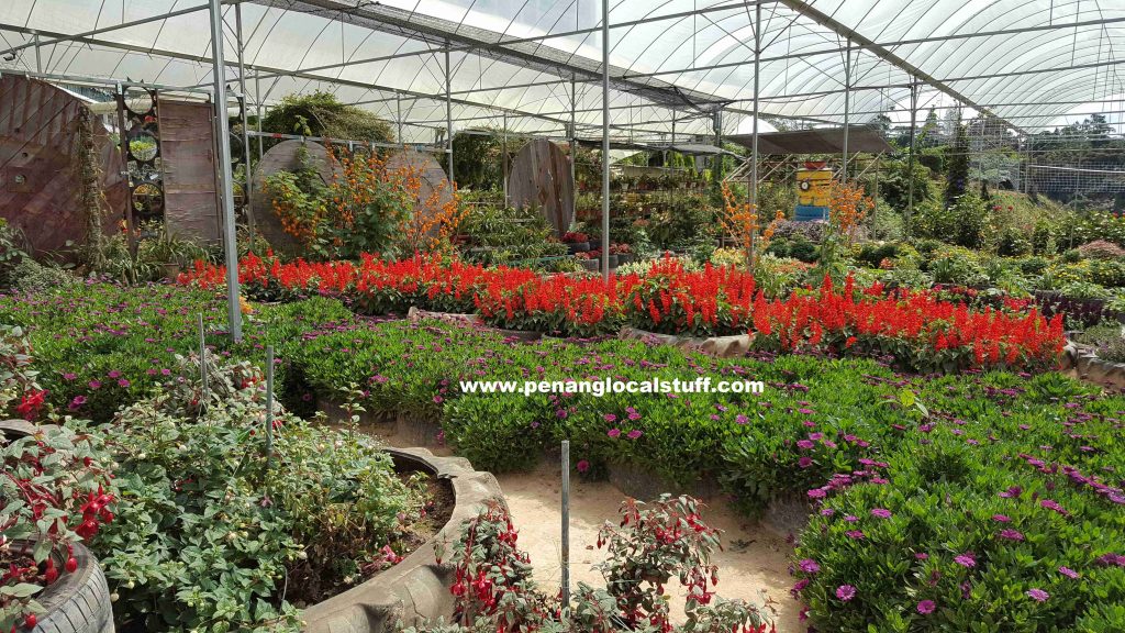 Cameron Highlands Orchid And Rose Garden