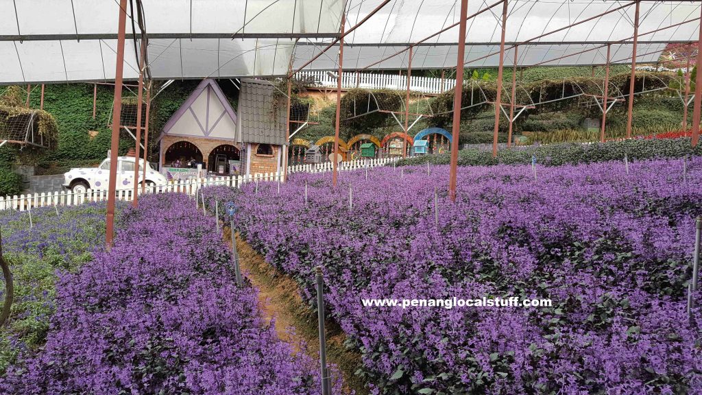 Cameron Lavender Garden