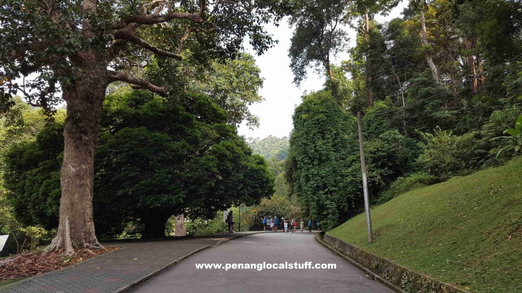 Small Road In Penang Botanic Gardens